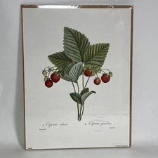 VTG Botanical Print Fruit Red Berry Drawing Printed In Germany NOS