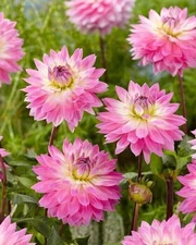 1 "Miss Delilah" Decorative Dahlia - Large Tuber - US Seller