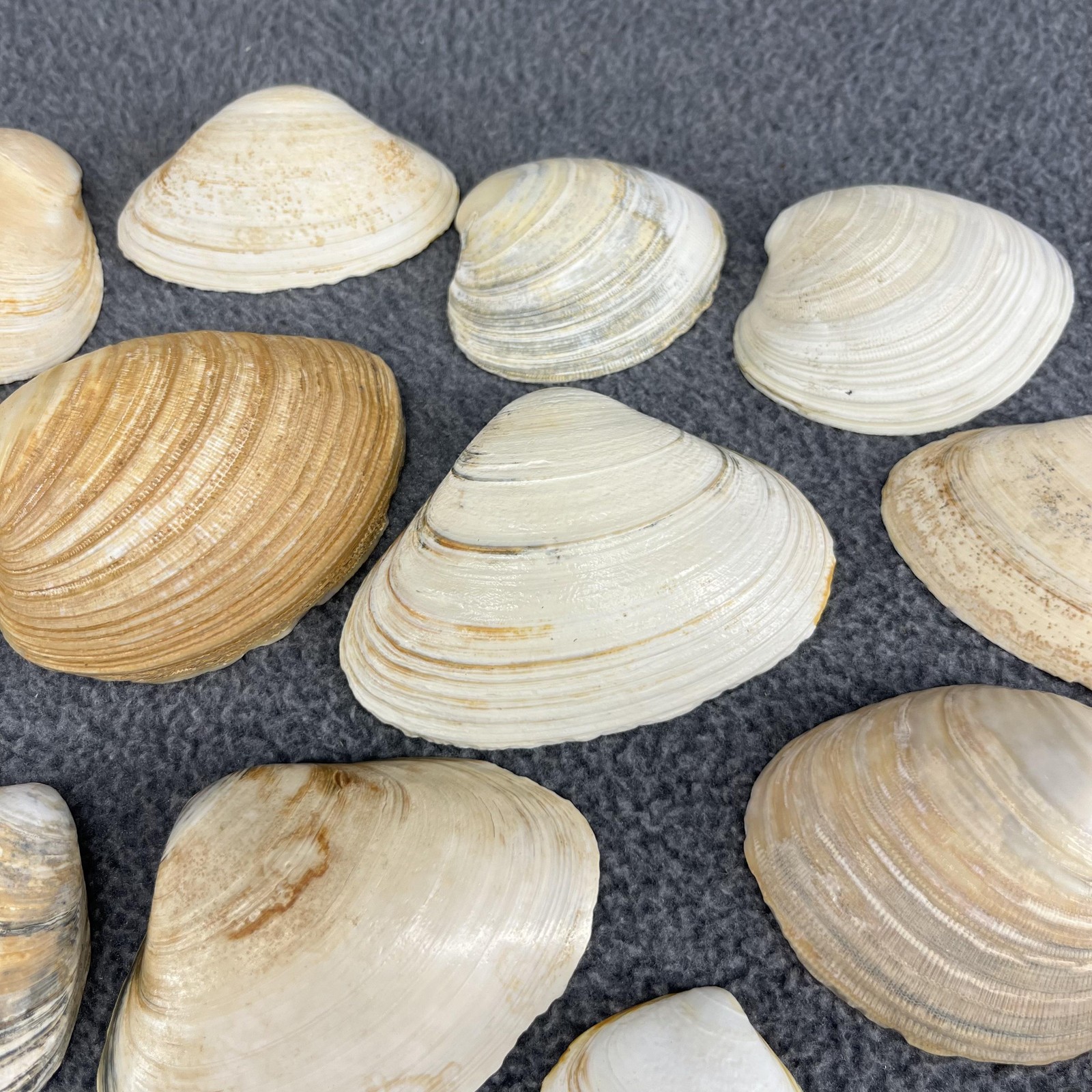 Lot of 20 Mixed Beach Clam Shells Natural Craft Decor Bulk Assorted Sizes 1-3"
