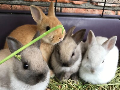 cheap baby bunnies