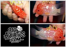 3 INCH GOLDEN BASE LIVE FLOWERHORN DC21