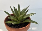Agave victoriae-reginae variegata/Variegated succulent — photo 2