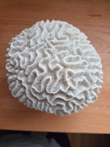 Brain Coral; 3 lb. 1.2 oz.; 4 1/2" x 6" diameter; found in the Gulf of Mexico
