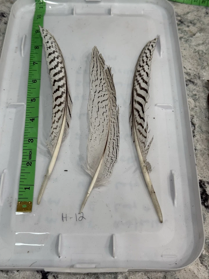 3 piezas de plumas naturales de faisán plateado 8-9 pulgadas (artesanía/arte/novia/halloween) Foto 2 de 3