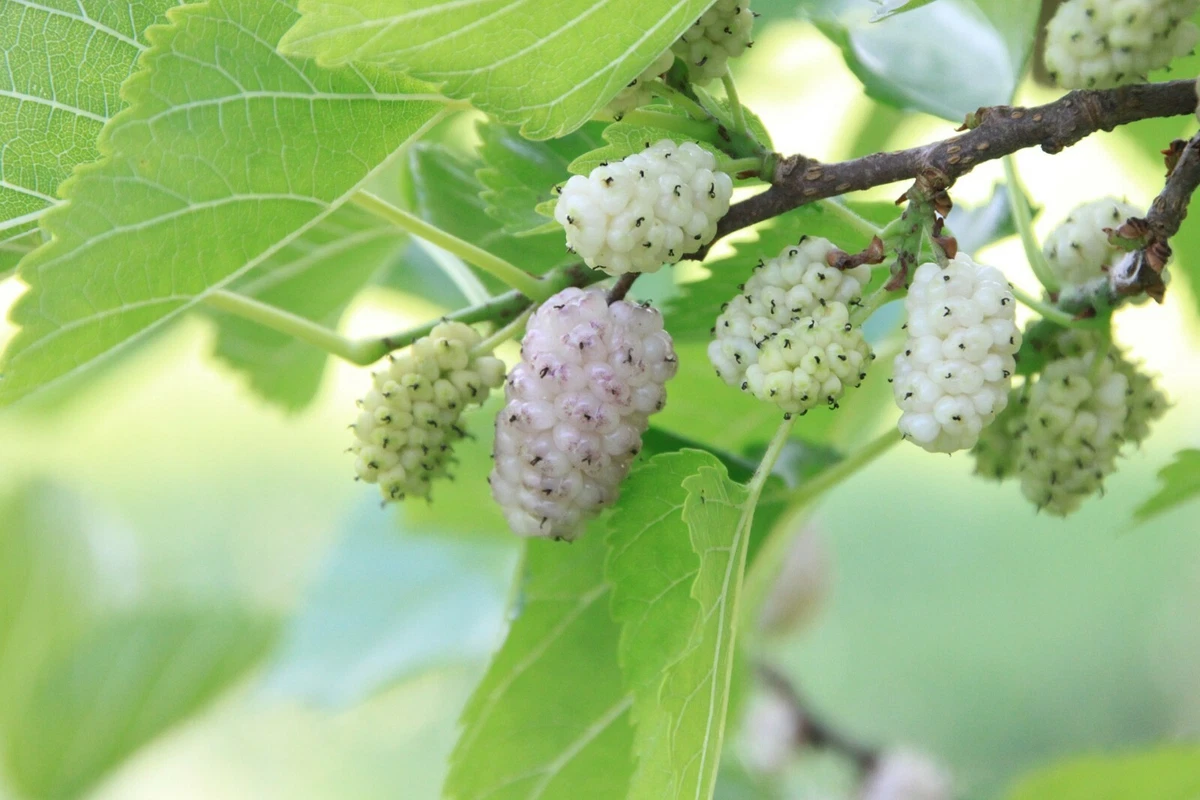 White Mulberry Seeds - Morus Alba - Fruit Tree, 100, 350 or 700, Pink, Red,  UK | eBay