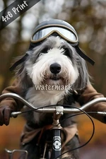 Bearded Collie riding a bike with aviator goggles ar 2 4x6 Print