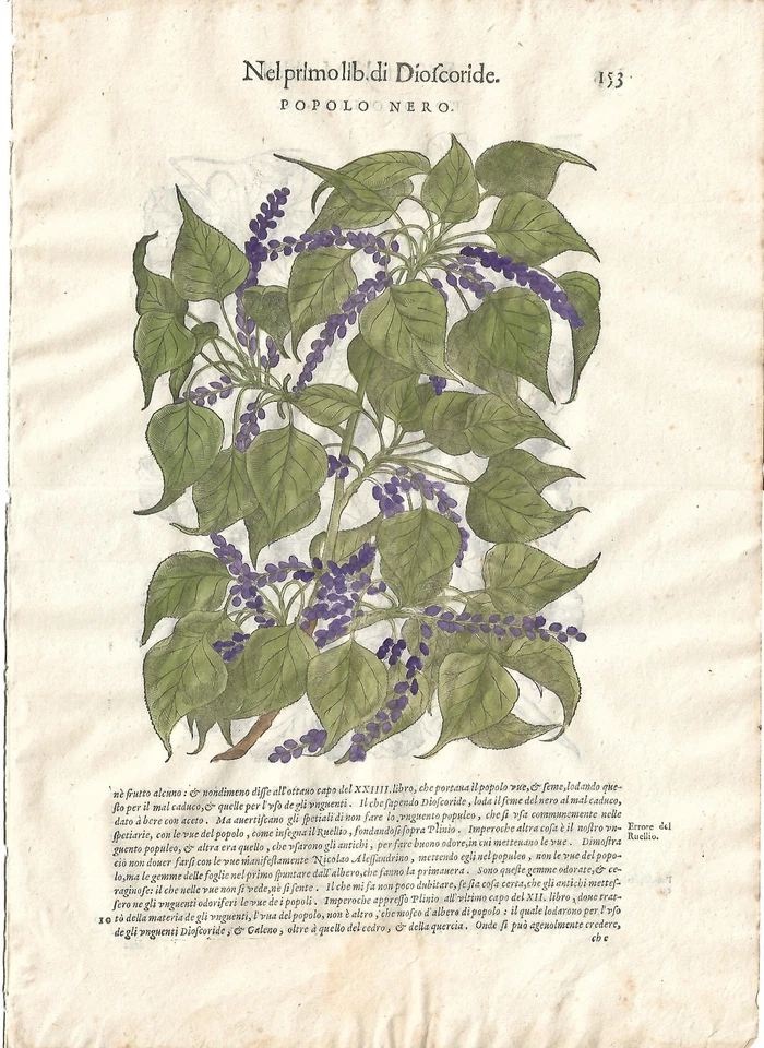 Stampe antiche MATTIOLI MATTHIOLI erbario LOTTO 6 FOGLI ed. 1604 Antique prints - Immagine 2 di 4