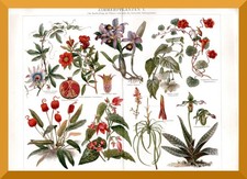 Zimmerpflanzen +Historischer Druck/Chromolitho 1889+ Passionsblume,Granatbaum