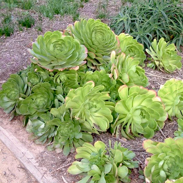 LARGE Cuttings from Aeonium Arboreum Succulents Outdoor Plant - Image 4 of 4