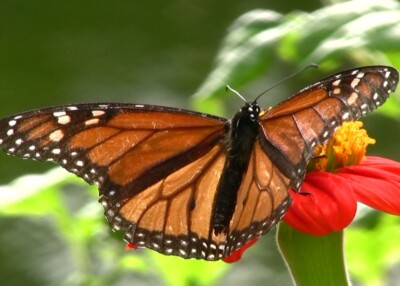 Lentikular - Wackelkarte: Monarchfalter auf Blume - Monarch butterfly, USA