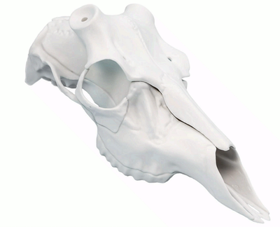 #ad #ad Skull Master European Mount Deer Skull Antler Mount Kit White $49.99