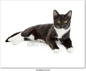 Tuxedo Cat Lying Down Over Art Canvas Print Poster Wall Art Home Decor C Ebay