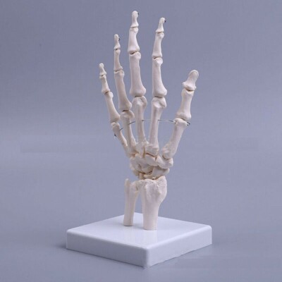 Medical PVC Hand Joint Model Medical Anatomical Joint Study Skeleton Model White