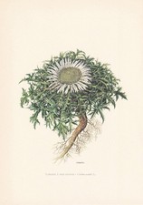 1960 STEMLESS CARLINE THISTLE Print - Botanical Wall Art -
