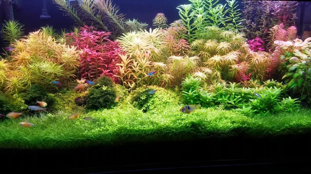 Ebay Aquarium Plants