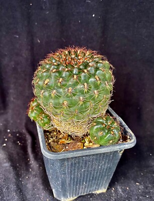 Gymnocalycium mesopotamicum, cactus plant | eBay