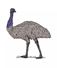 Emu Sticker Decal