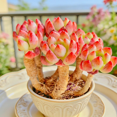 #ad #ad Echeveria ‘Berry Puff’ is a charming live succulent featuring compact rosettes a $18.00