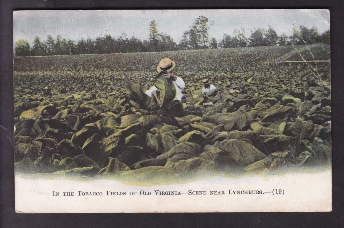 lynchburg tobacco LYNCHBURG, VA., TOBACCO FIELDS OF OLD VIRINIA - 1912