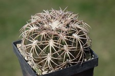 Kaktusy: Gymnocalycium spegazziiii v punilense 6 cm, WE own rts