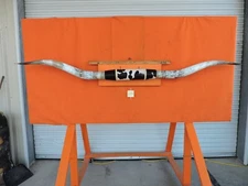 MOUNTED STEER BULL HORNS 7' 11" tip-tip COW BULL HORN LONGHORN 254