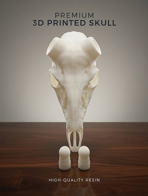 Whitetail Deer Skull European Mount   3D Printed | Shed Antler Adapter Kit