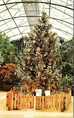 Christmas Tree, Krohn Conservatory, Eden Park, CINCINNATI, Ohio Postcard