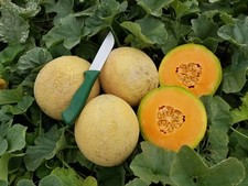 Sugar Rush Cantaloupe Seeds- COMBINED S/H- SEE OUR STORE 