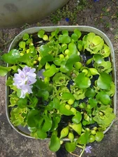 5-5-5 Floating Pond Plants   Hyacinths,Water Lettuce, Parrots Feather Pond COMBO