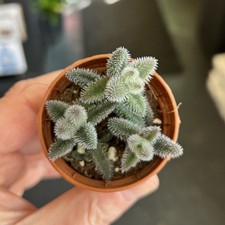 Pickle Plant Unusual Houseplant Succulent Delosperma echinatum Indoor Plant