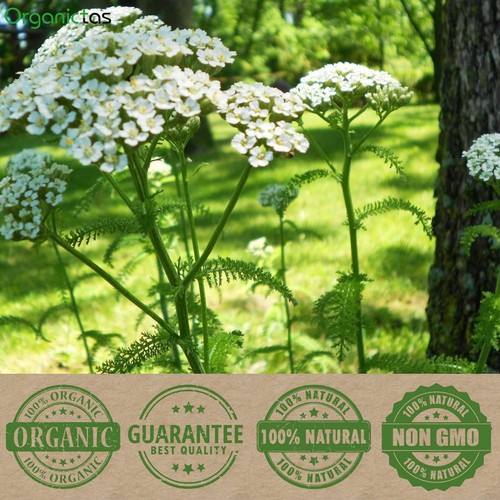 Yarrow Herb Dried Organic Premium Quality Loose Herbal Tea Achillea Millefolium - Picture 8 of 12
