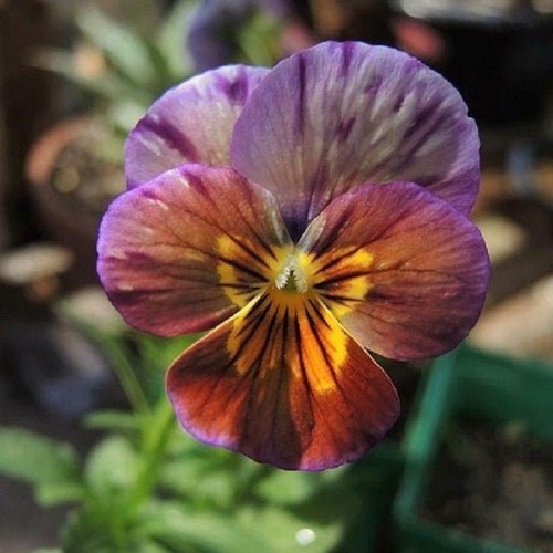 50+ VIOLA BRUSH STROKES, PERENNIAL, EDIBLE PANSY, HOUSEPLANT FLOWER