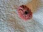   15 MUKHI RUDRAKSHA 38MM FROM NEPAL RARE  COLLECTORS  — photo 6