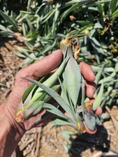  Agave Angustifolia sbs. Espadin, 3.5-6" plant( bubil ), 1000 pack, Bulk