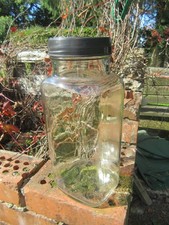 Vintage 1970 Original Glass Sweet Shop Jar  12" Tall.