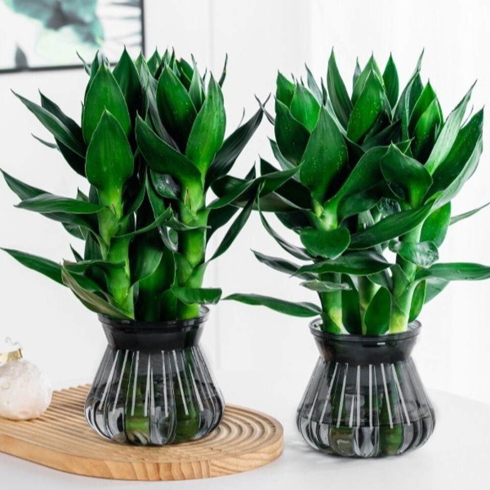 Removable Hydroponic Plants Pot Self Watering Office Bonsai Decor eBay