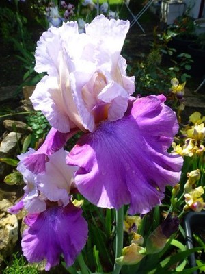 Iris, Schwertlilie, hohe Bartiris ''PAINT THE SKY''