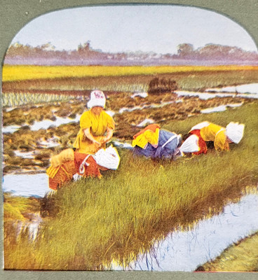 Rice Fields Yokohama Japan Stereoview hand tinted color photo 3D card