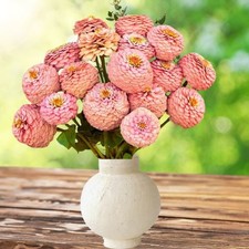 Oklahoma Salmon Zinnia: 40 Seeds