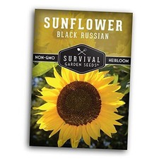 Black Russian Sunflower Seeds for Planting  Classic Tall Variety for Oil or 1