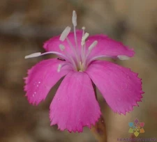 200+ Lesotho Pink Carnation Seeds for Garden Planting - USA - FREE SHIPPING!