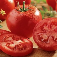 Celebrity Tomato Seeds (F1 Hybrid) | Non-GMO | Free Shipping | Seed Store | 1029