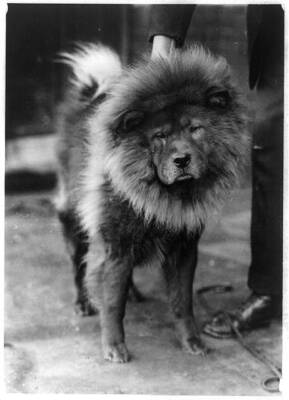 Chow Chow Old Photo:Chow Dog,Animal,1909-1932,Chow Chows
