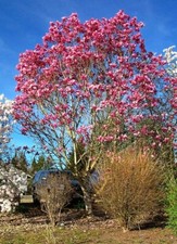 Magnolia ‘Galaxy’, Peat Free, 5L 90-120cm