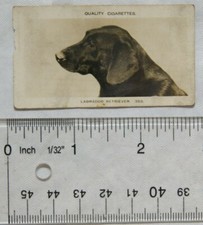 1925 Pattreiouex Real Photos No. 385 Labrador Retriever