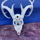 Weathered 152” Wild Whitetail Deer Antler  Horn European skull shed — photo 6
