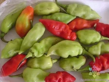 25+ Trinidad Pimento Hot Pepper Seeds for Garden Planting - USA - FREE SHIPPING!