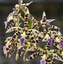 Fragrant Orchid Species Encyclia prismatocarpum (Syn Panarica prismatocarpa)