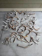 42 Antler Sheds /Cutoffs lot Taxidermy Deer Elk crafts bone