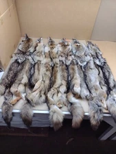 Tanned Eastern XXL Semi-Hvy Coyote Hide #1 Full Tail Grade/Furs/Taxidermy/Crafts